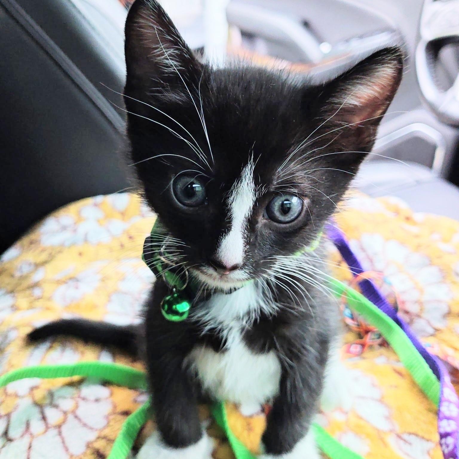 Oliver's Blessing in a Bow Tie - "Oreo", Adoptable, Kitten Male Domestic Short Hair.