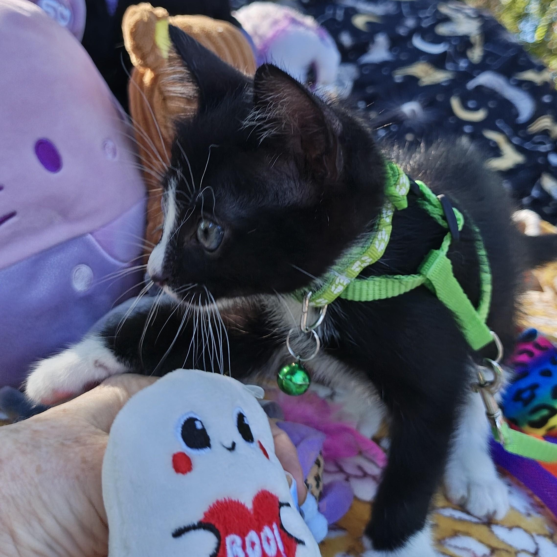 Enlarge Oliver's Blessing in a Bow Tie - "Oreo", a Adoptable Domestic Short Hair in Mt Pleasant, SC image 2/6
