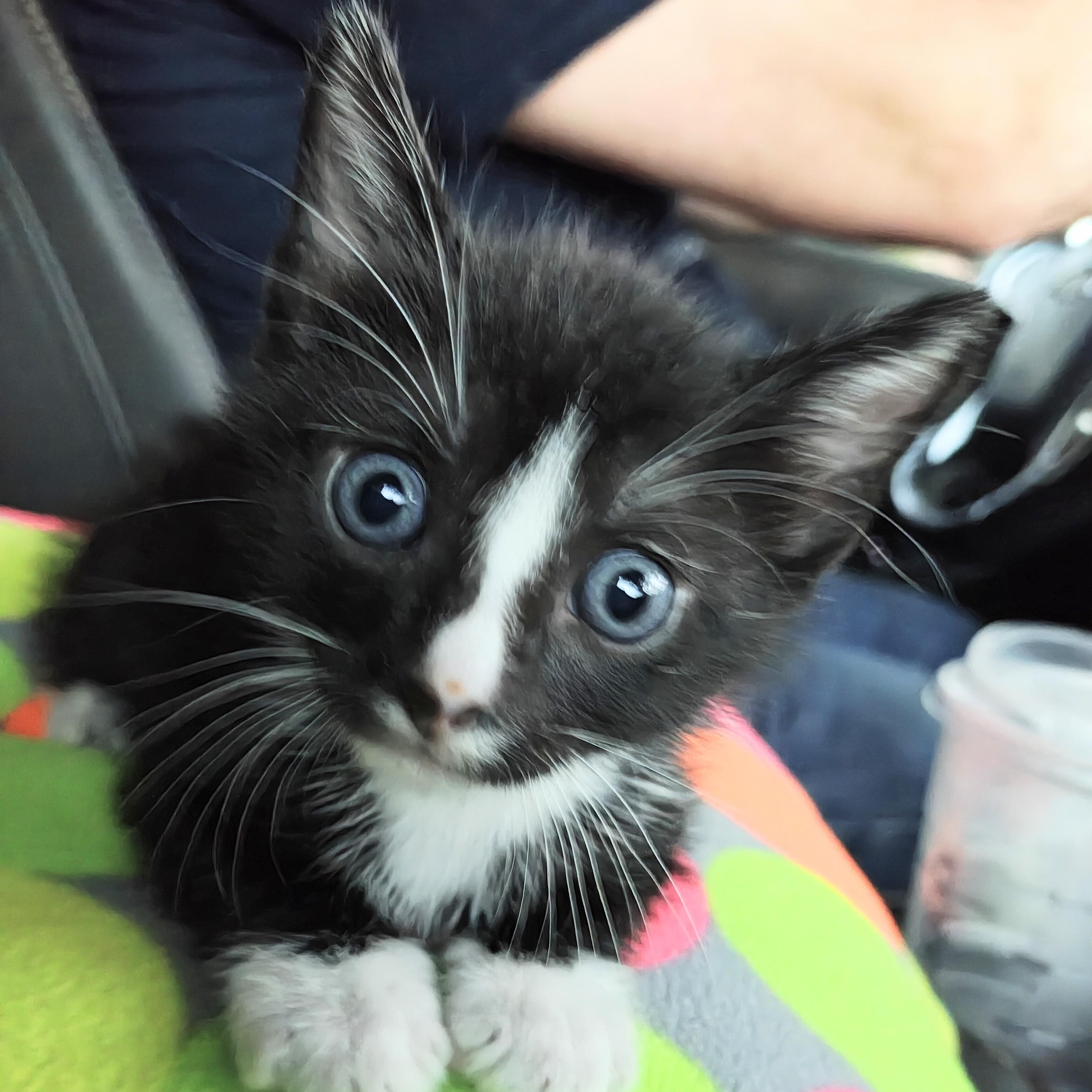 Enlarge Oliver's Blessing in a Bow Tie - "Oreo", a Adoptable Domestic Short Hair in Mt Pleasant, SC image 3/6