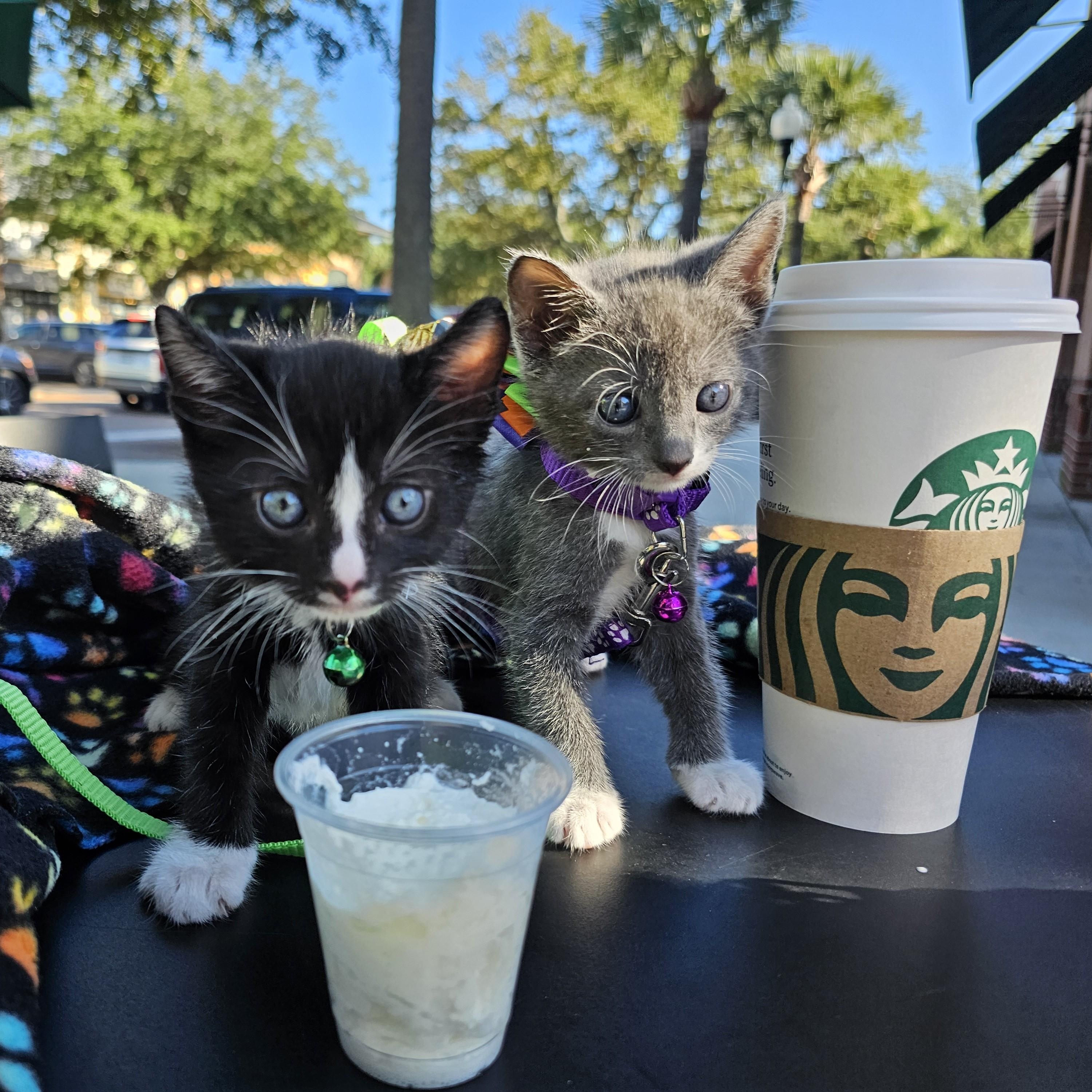 Enlarge Oliver's Blessing in a Bow Tie - "Oreo", a Adoptable Domestic Short Hair in Mt Pleasant, SC image 5/6