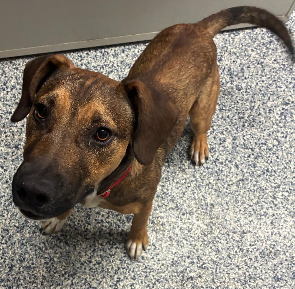 SCOOTER, Adoptable, Young Male Mixed Breed.