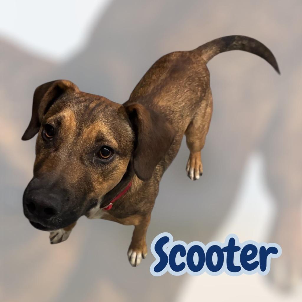 SCOOTER, Adoptable, Young Male Mixed Breed.
