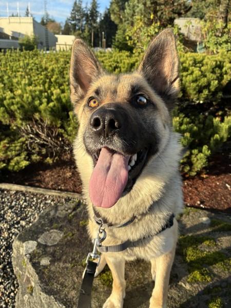 Bailey, Adoptable, Young Female Husky & German Shepherd Dog.