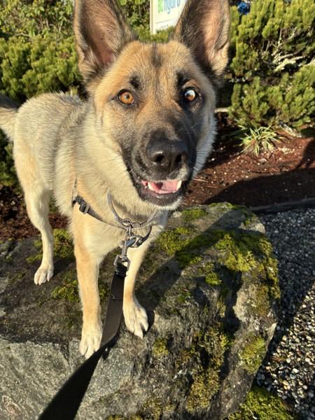 Enlarge Bailey, a Adoptable mixed breed in Sechelt, BC image 2/6