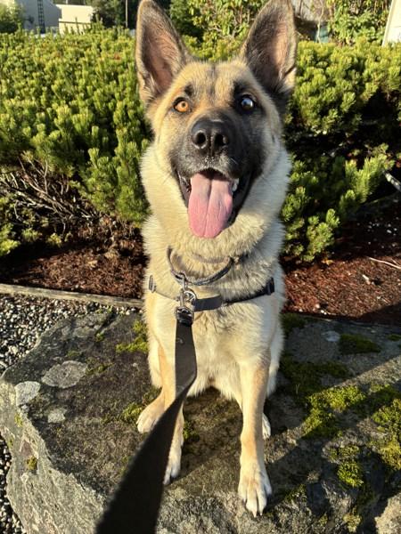 Enlarge Bailey, a Adoptable mixed breed in Sechelt, BC image 3/6