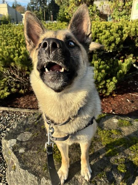 Enlarge Bailey, a Adoptable mixed breed in Sechelt, BC image 4/6