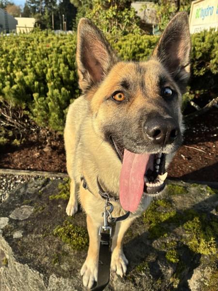 Enlarge Bailey, a Adoptable mixed breed in Sechelt, BC image 5/6