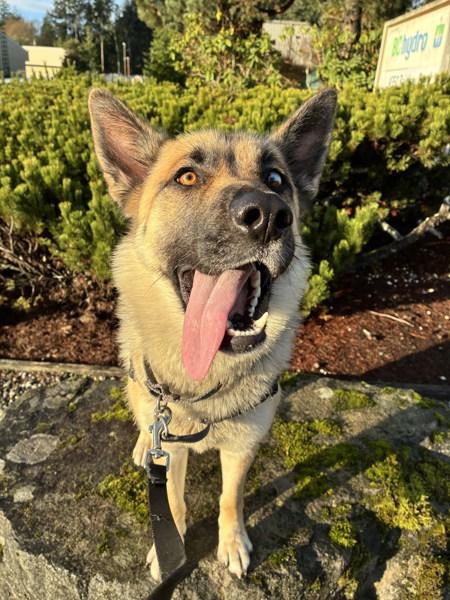 Enlarge Bailey, a Adoptable mixed breed in Sechelt, BC image 6/6