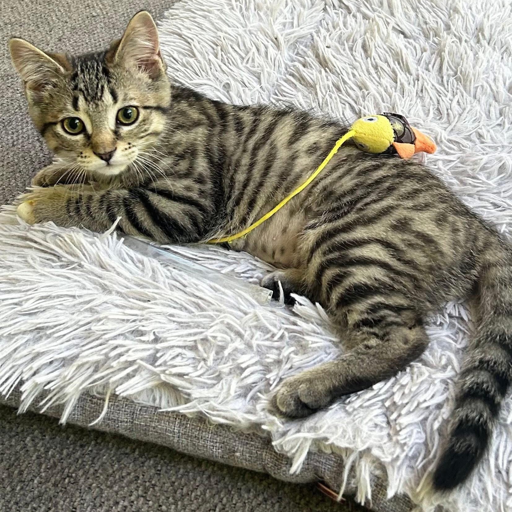 HARLEE, adopted, Kitten Female Tabby.