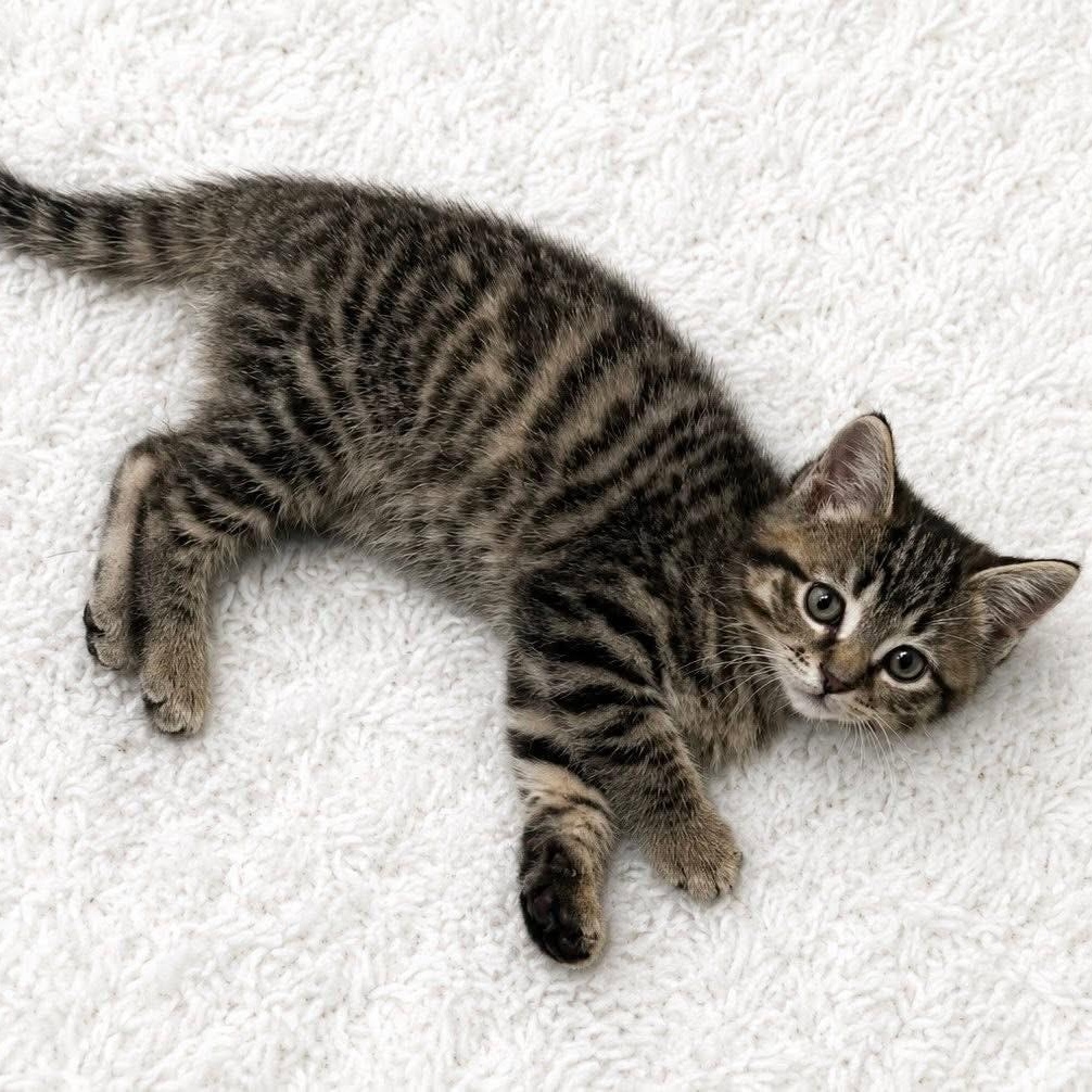 HARLEE, an adopted Tabby in Delhi, ON image 4/5