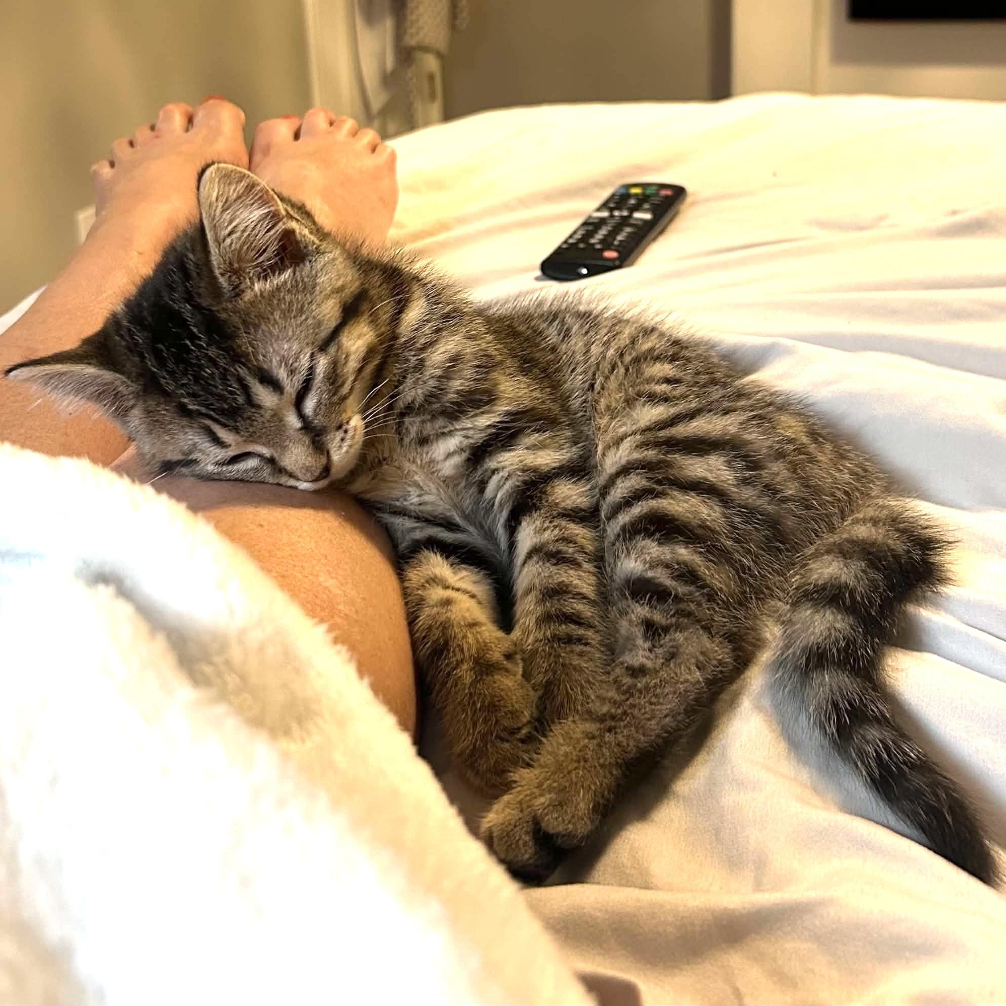 HARLEE, an adopted Tabby in Delhi, ON image 2/5