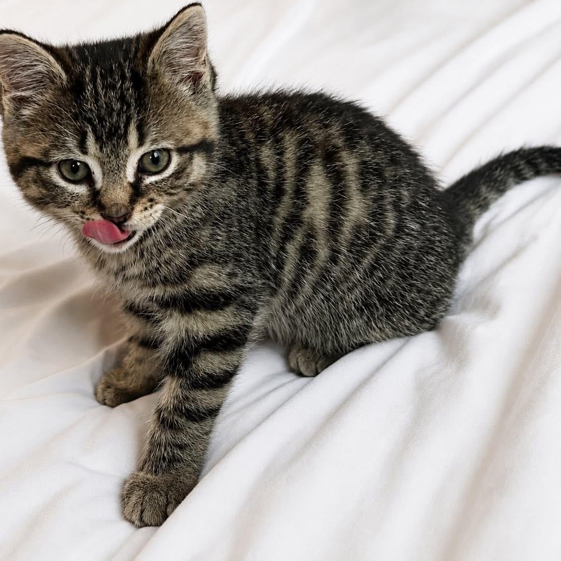 HARLEE, an adopted Tabby in Delhi, ON image 3/5