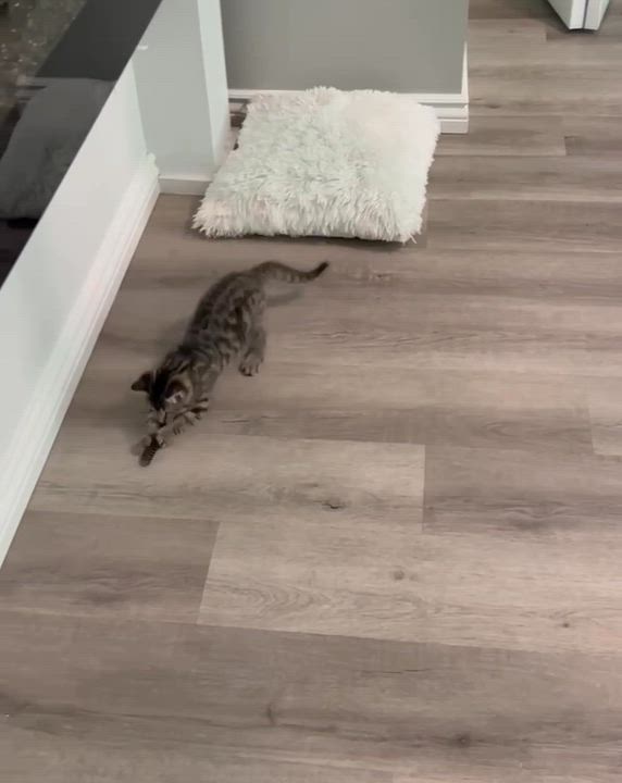 Enlarge HARLEE, an adopted Tabby in Delhi, ON video 5/5