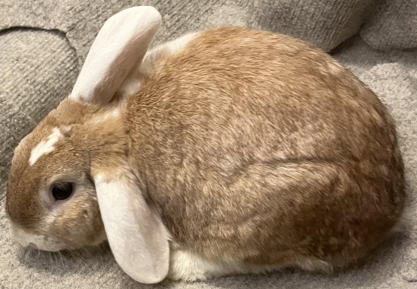 Orange Slice, Adopted, Adult Female Dutch & Holland Lop.