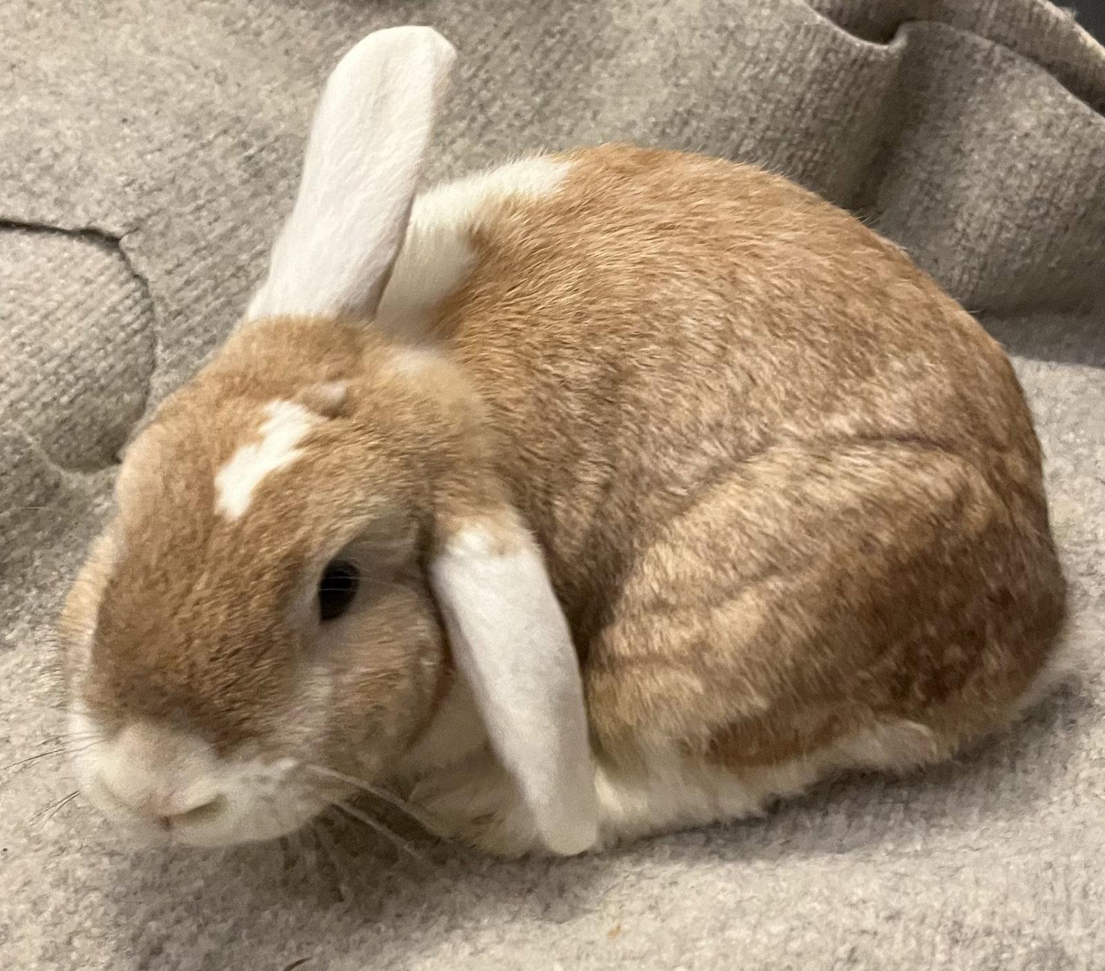 Orange Slice, a Adopted mixed breed in Lexington, SC image 2/3