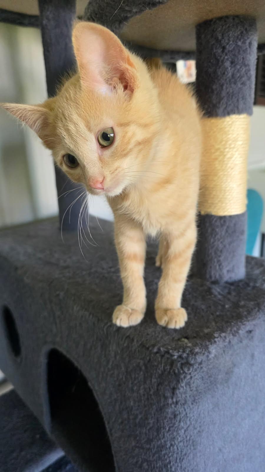 Disney, Adopted, Kitten Male Domestic Short Hair.