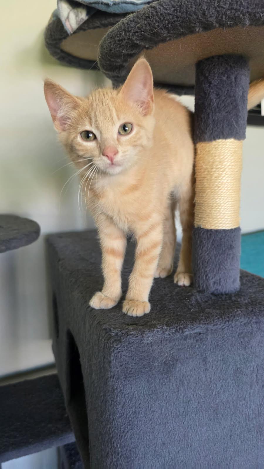 Disney, a Adopted Domestic Short Hair in Forest Lake, MN image 2/2