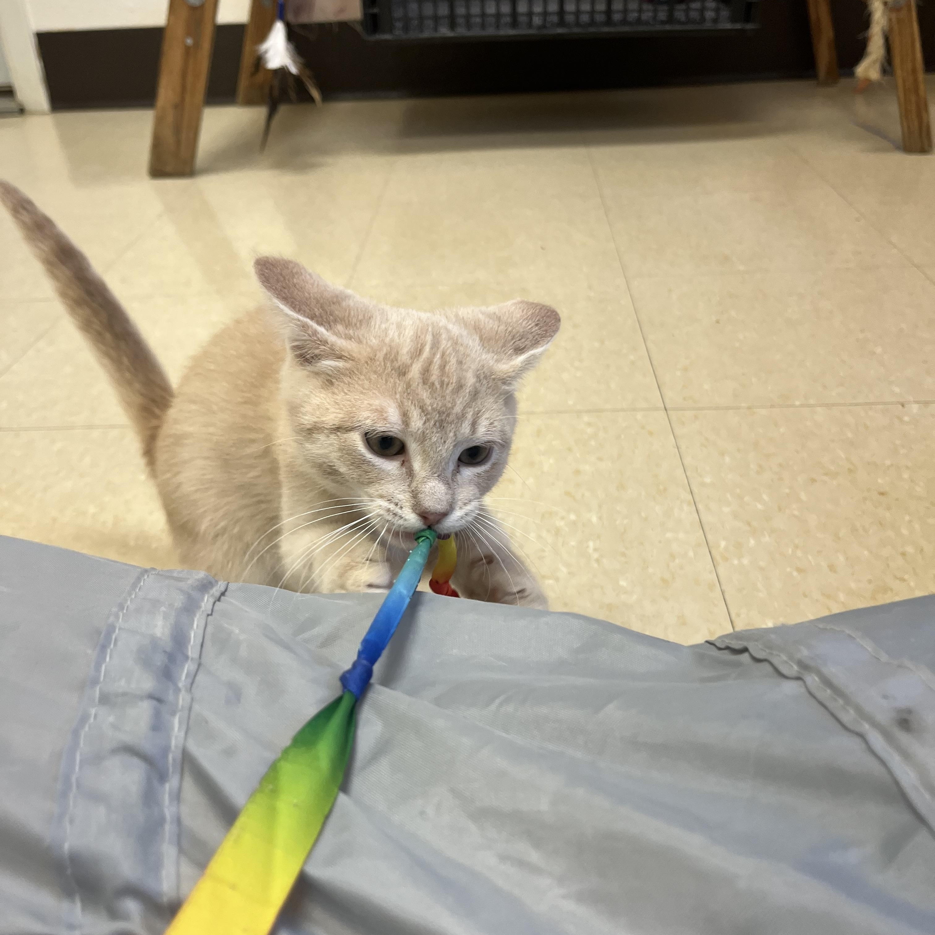 Enlarge Wheat Thin, a Adoptable Domestic Short Hair in Red Wing, MN image 2/2