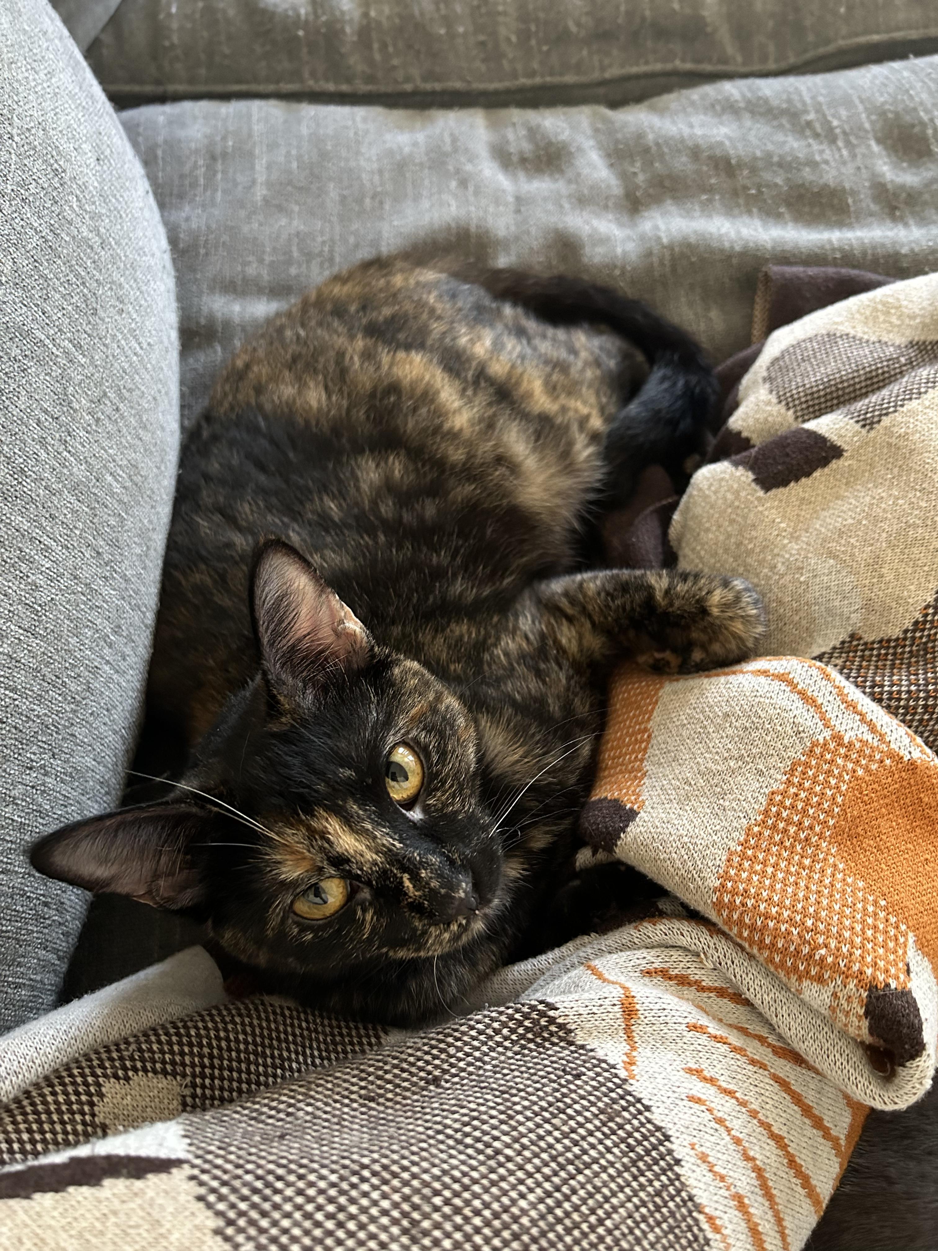 Enlarge Caroline , a ADOPTABLE Tortoiseshell in San Juan Capistrano, CA image 4/4