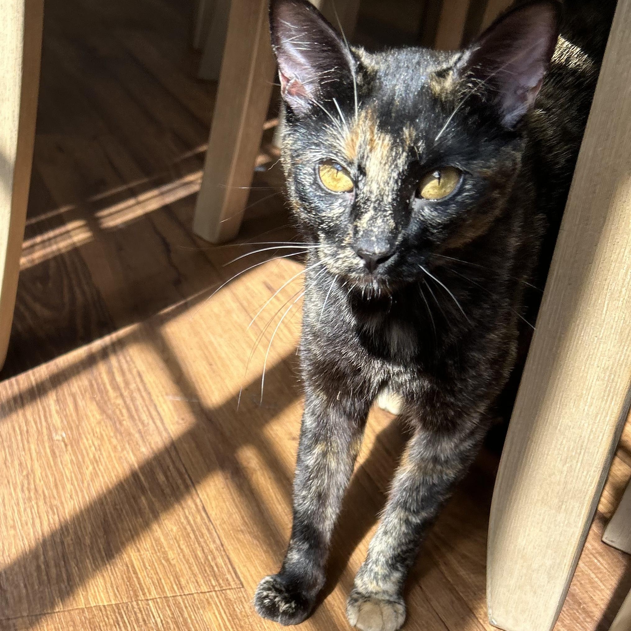 Enlarge Caroline , a ADOPTABLE Tortoiseshell in San Juan Capistrano, CA image 3/4