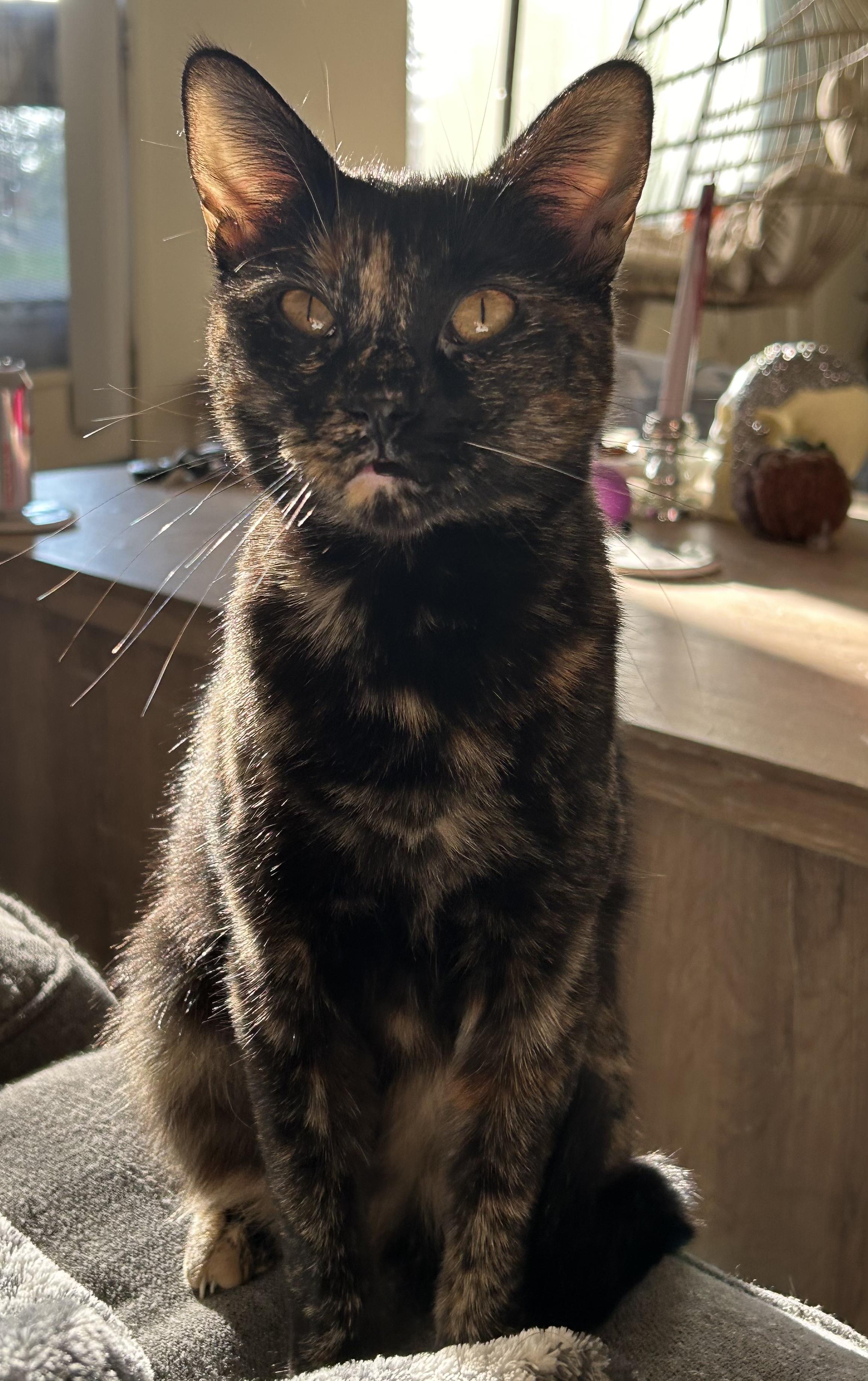 Enlarge Caroline , a ADOPTABLE Tortoiseshell in San Juan Capistrano, CA image 2/4