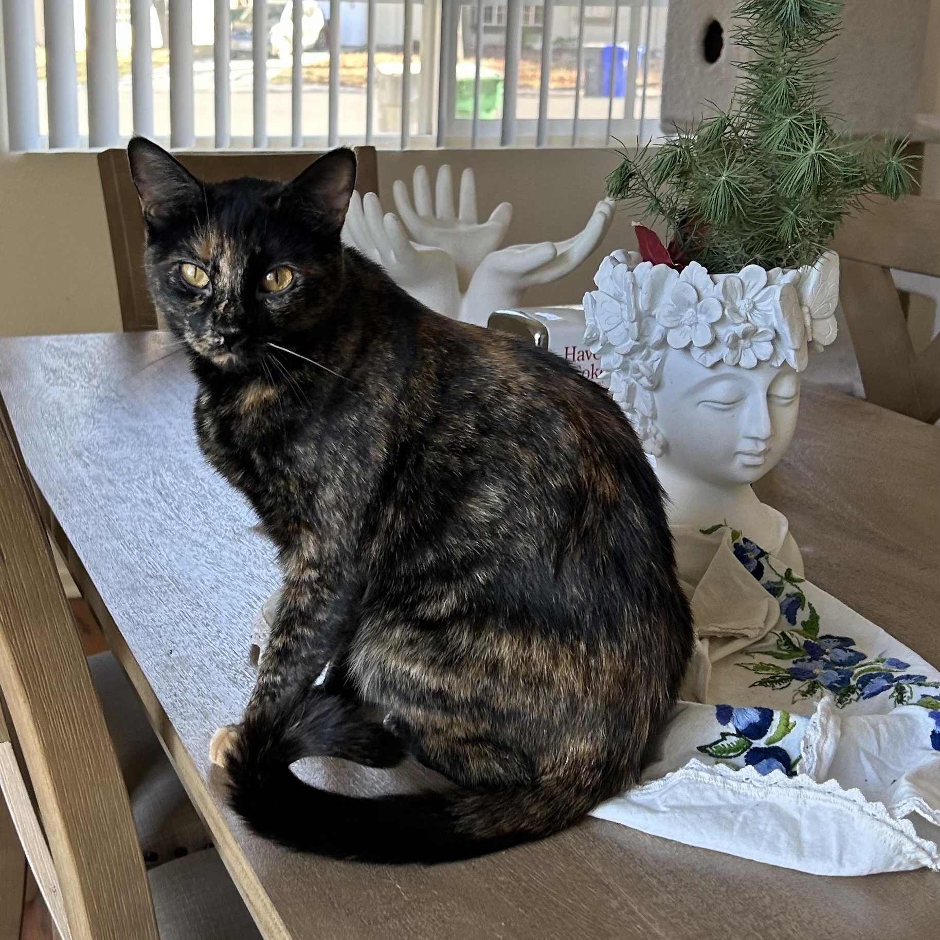 Caroline , ADOPTABLE, Adult Female Tortoiseshell.