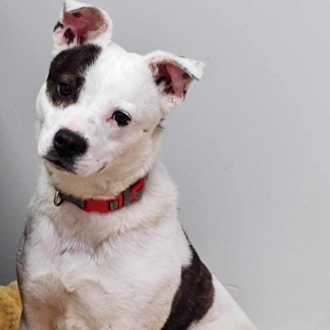 Dog for adoption Little Momma, a Mixed Breed in Batavia, OH Petfinder