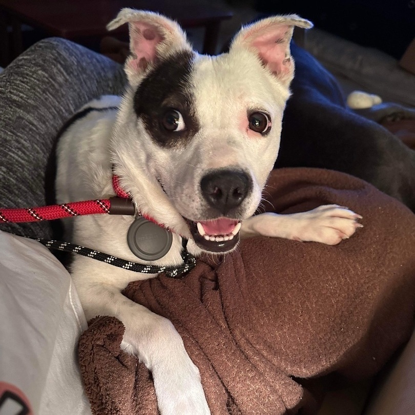 Dog for adoption Little Momma, a Mixed Breed in Batavia, OH Petfinder