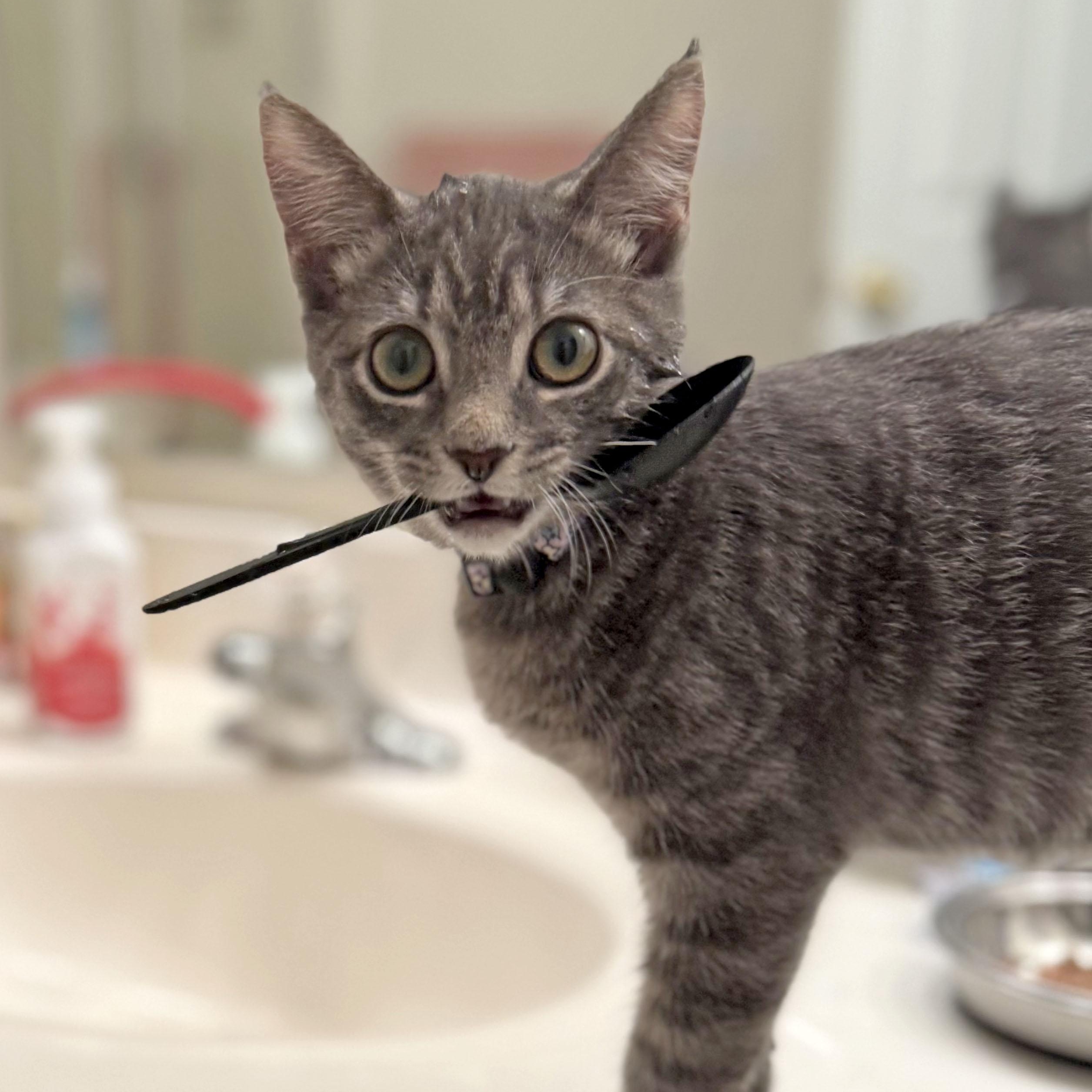 Misty, a Adoptable Domestic Short Hair in Mauldin, SC image 2/6