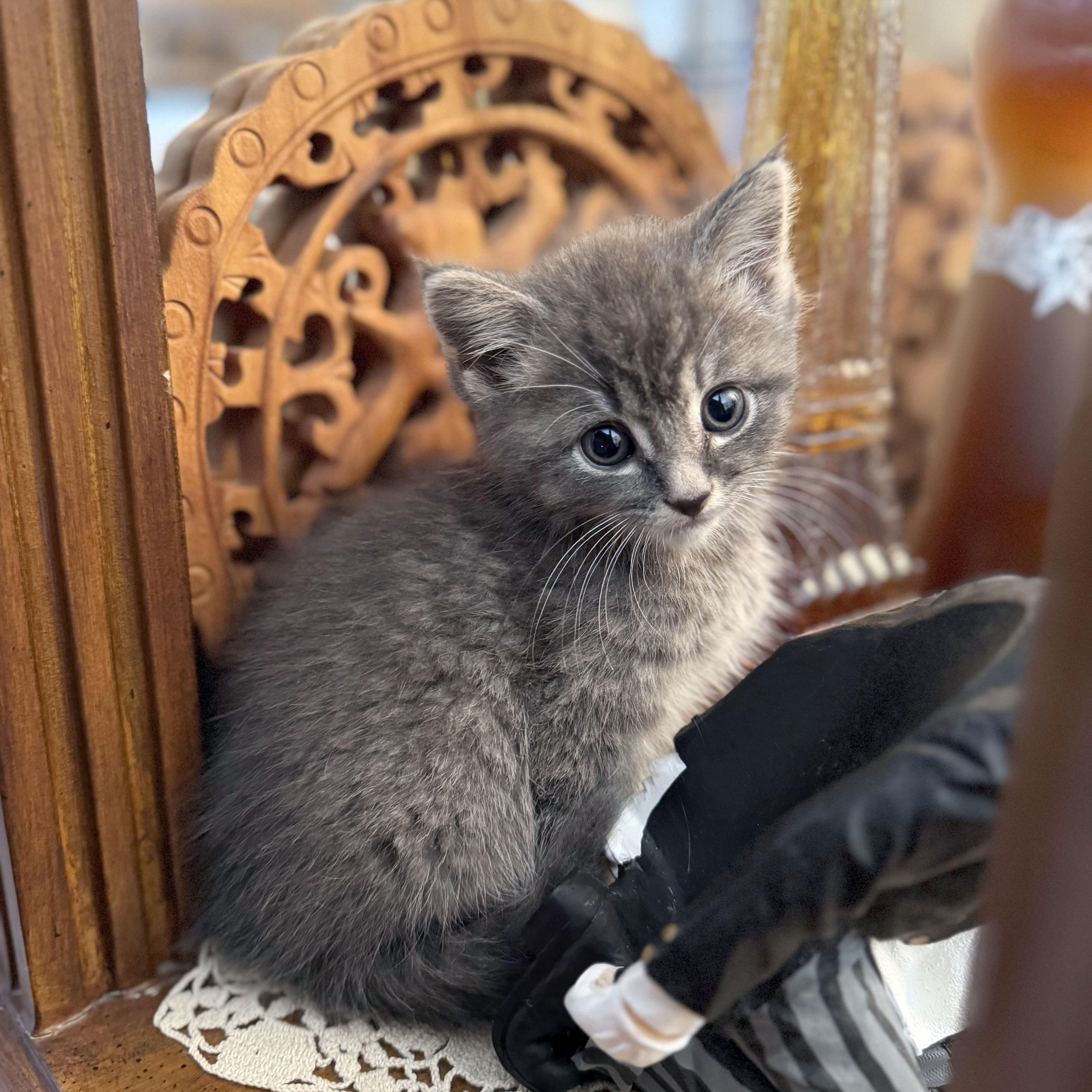 Misty, a Adoptable Domestic Short Hair in Mauldin, SC image 5/6