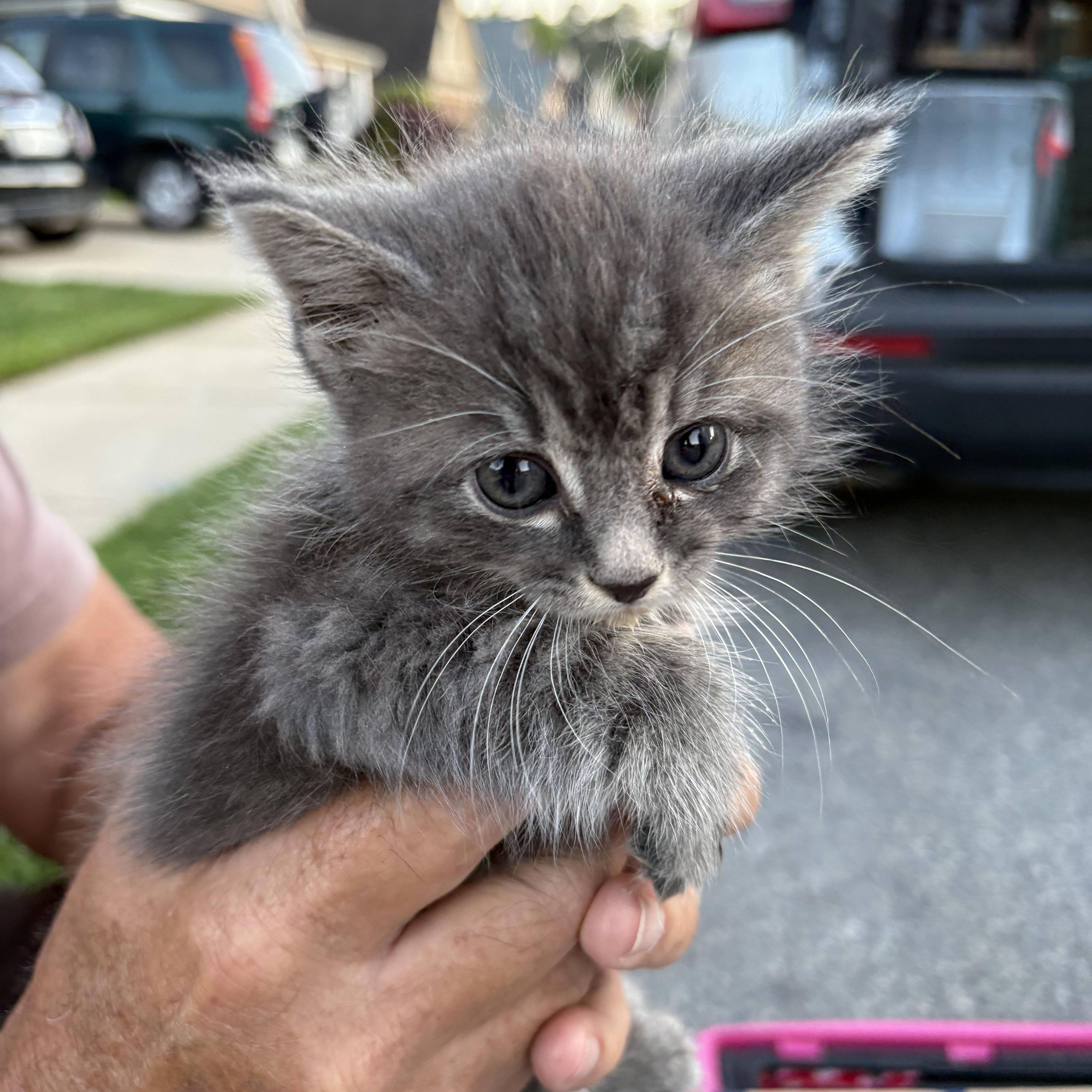 Misty, a Adoptable Domestic Short Hair in Mauldin, SC image 6/6