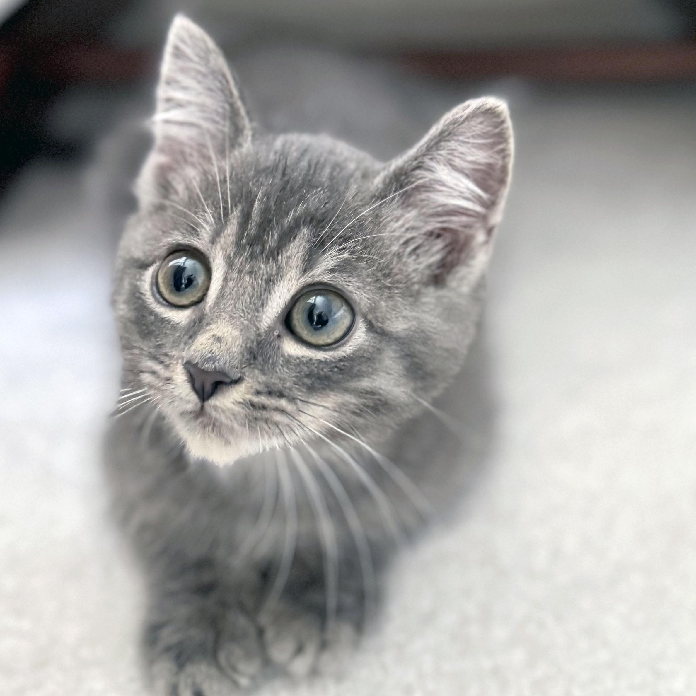 Misty, a Adoptable Domestic Short Hair in Mauldin, SC image 4/6