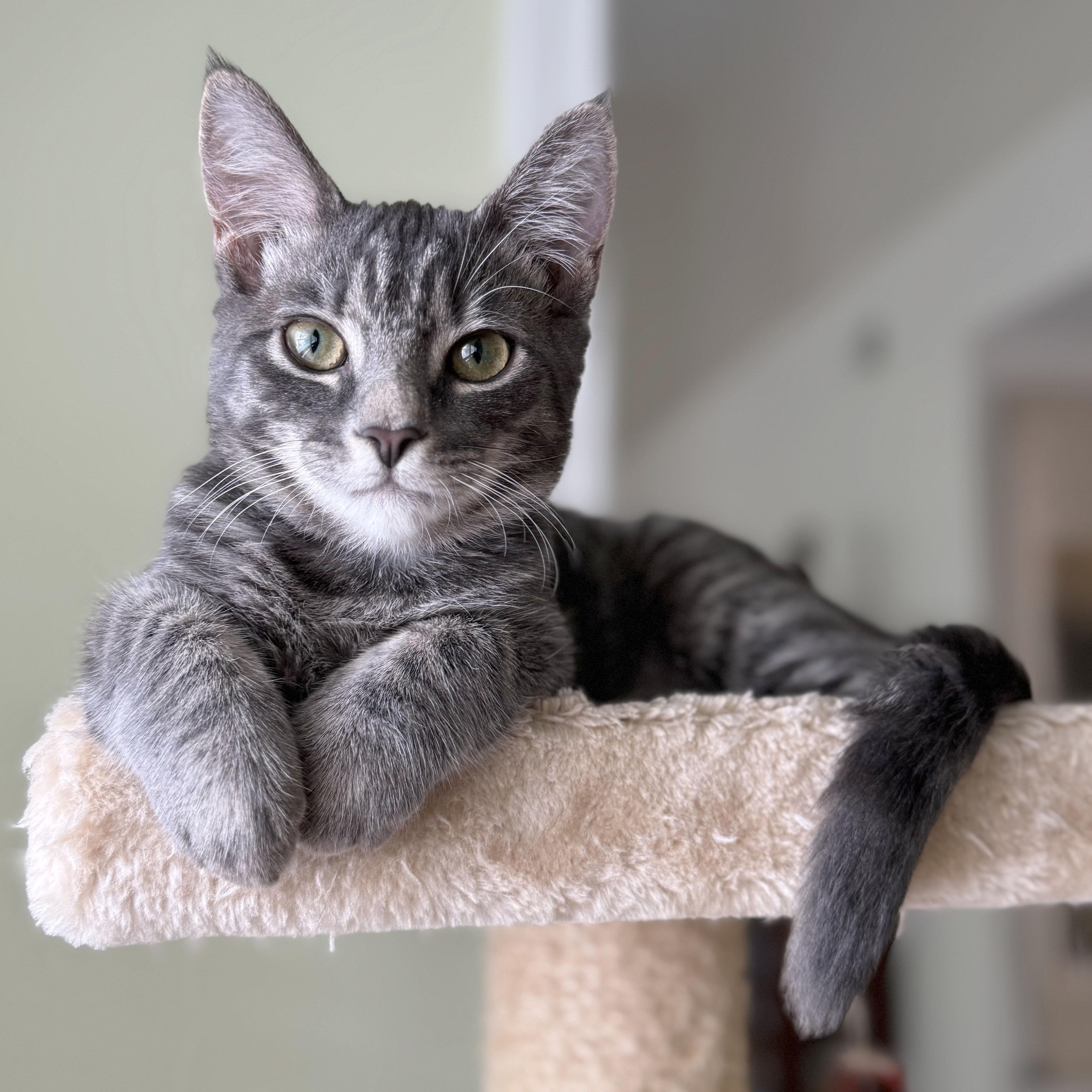 Misty, a Adoptable Domestic Short Hair in Mauldin, SC image 1/6