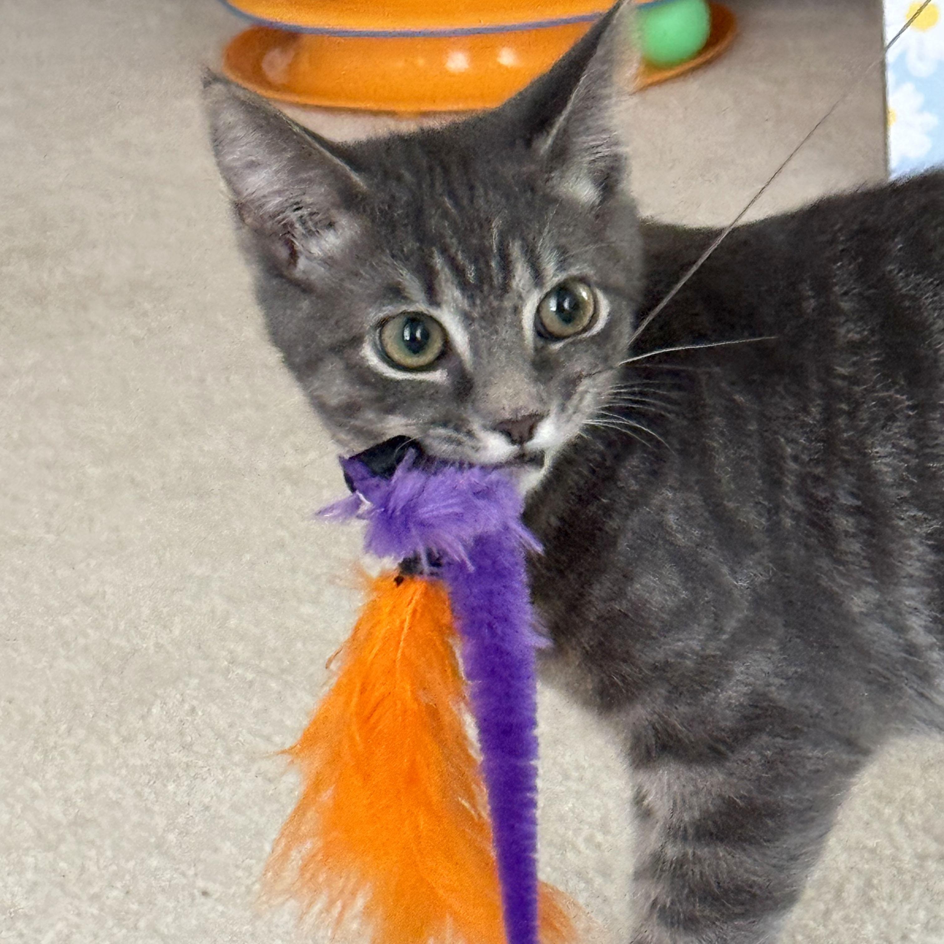 Misty, a Adoptable Domestic Short Hair in Mauldin, SC image 3/6