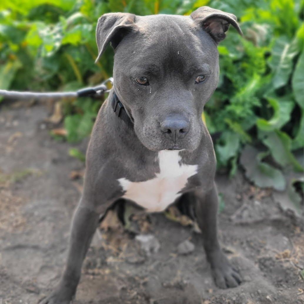 Gunner, Adoptable, Young Male American Staffordshire Terrier & Pit Bull Terrier.