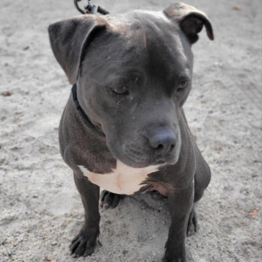 Gunner, a Adoptable mixed breed in Seattle, WA image 2/4