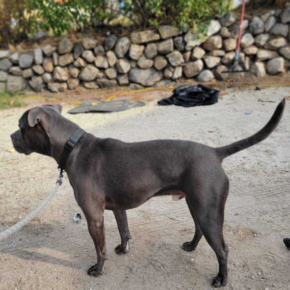 Gunner, a Adoptable mixed breed in Seattle, WA image 3/4