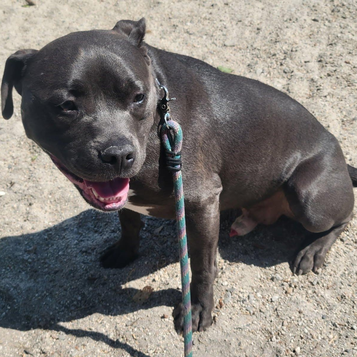 Gunner, a Adoptable mixed breed in Seattle, WA image 4/4
