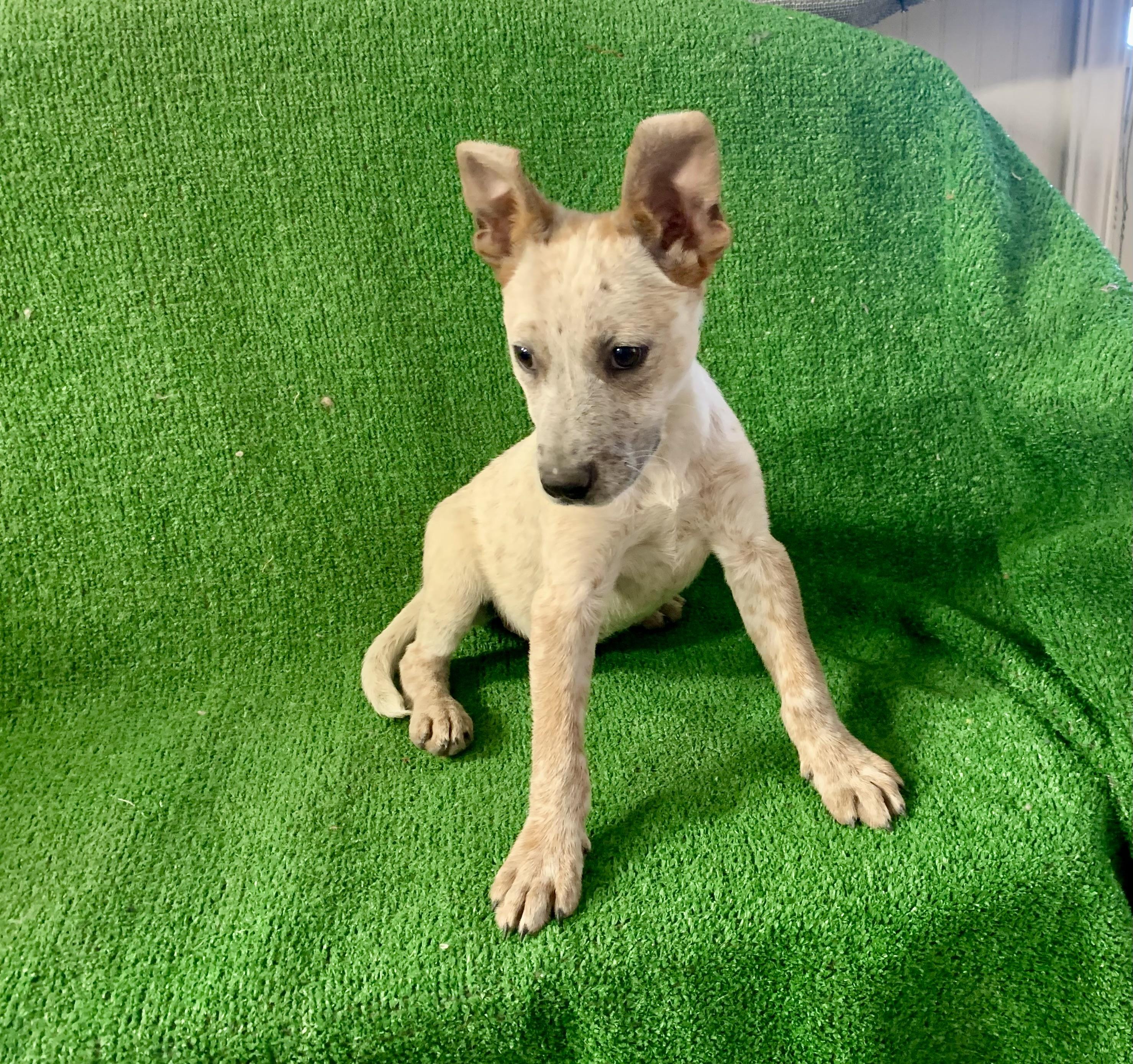 Dusty, a Adoptable mixed breed in El Paso, TX image 1/2