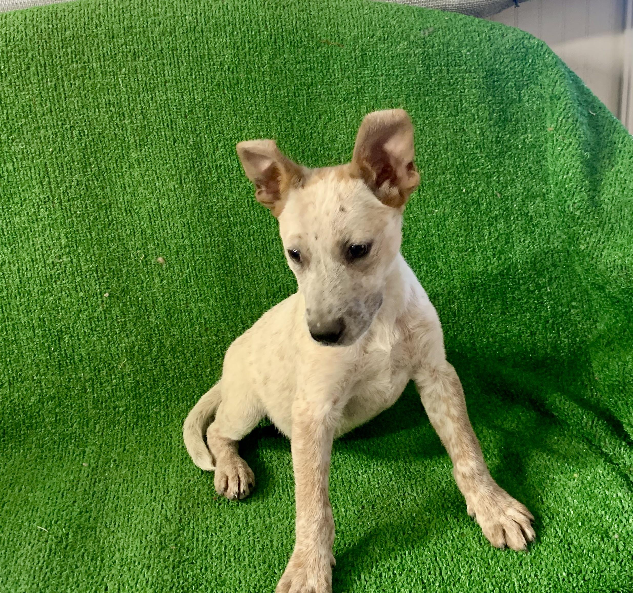 Dusty, a Adoptable mixed breed in El Paso, TX image 2/2