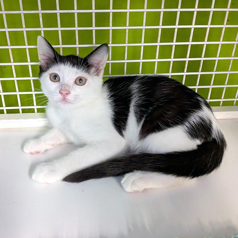 Campbell, a ADOPTABLE mixed breed in Lake Monroe, FL image 2/2