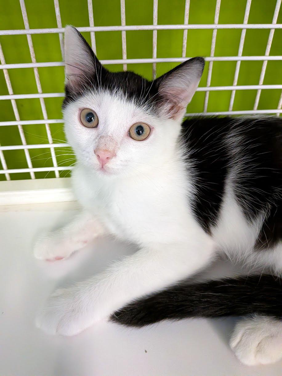 Campbell, a ADOPTABLE mixed breed in Lake Monroe, FL image 1/2