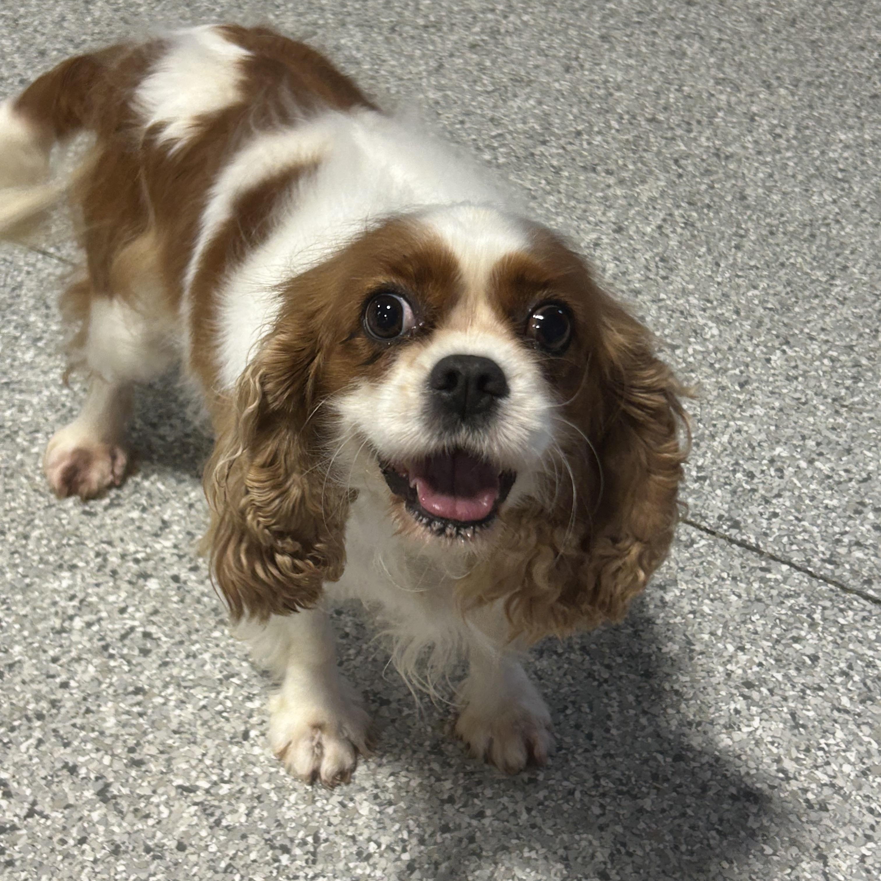 Nyla 19 lbs, Adoptable, Adult Female Cavalier King Charles Spaniel.