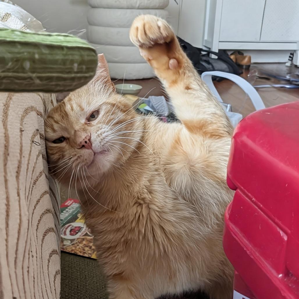 Rocket, Adoptable, Adult Male Domestic Short Hair.