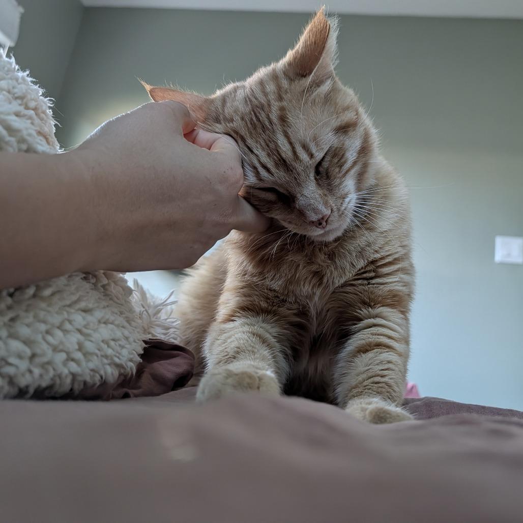 Enlarge Rocket, a Adoptable Domestic Short Hair in Costa Mesa, CA image 2/6