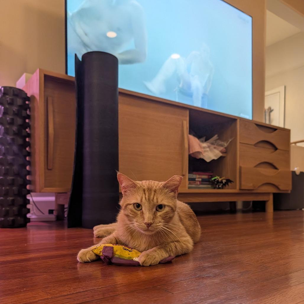 Enlarge Rocket, a Adoptable Domestic Short Hair in Costa Mesa, CA image 3/6