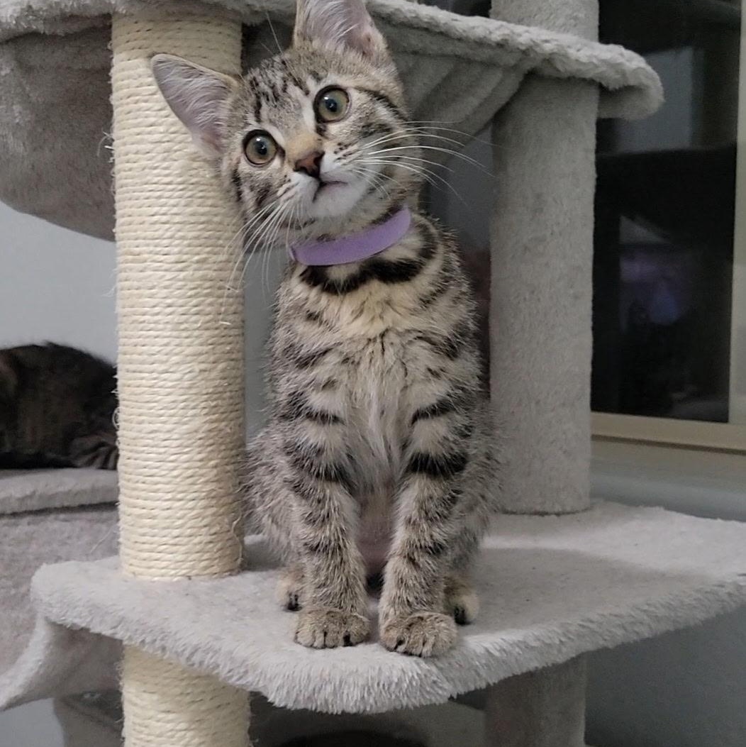 Meredith, Adoptable, Kitten Female Domestic Short Hair.