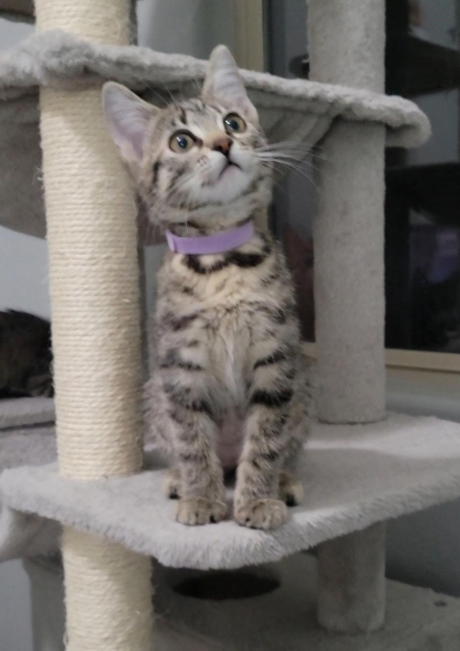 Enlarge Meredith, a Adoptable Domestic Short Hair in Litchfield Park, AZ image 2/4