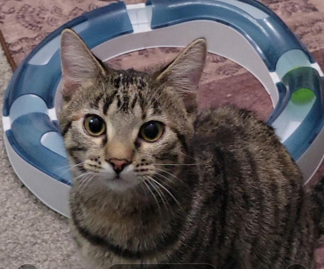 Enlarge Meredith, a Adoptable Domestic Short Hair in Litchfield Park, AZ image 4/4