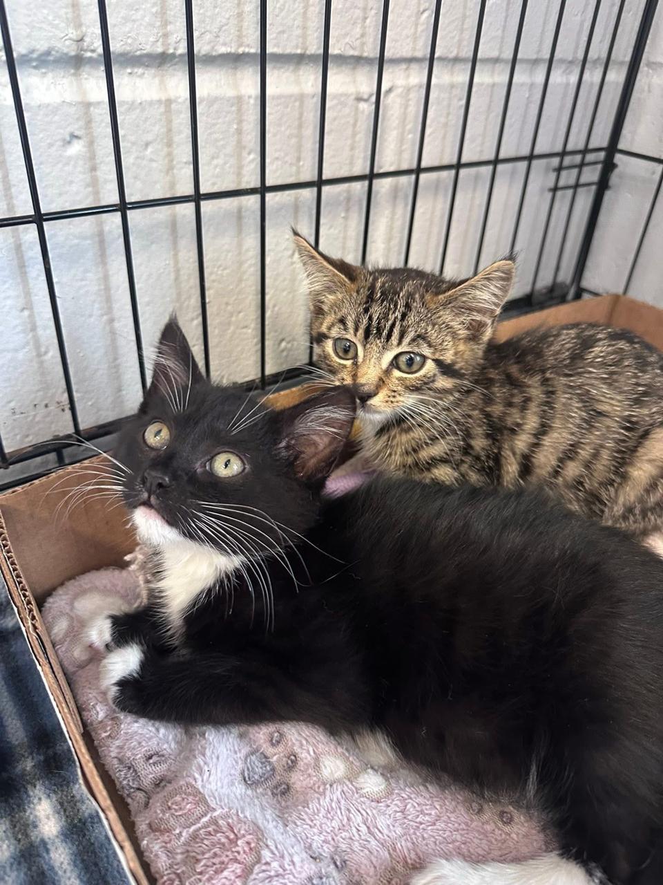 Down - Direction Kitten - Sister of Left, Right and Up, an adopted Domestic Short Hair in East Northport, NY image 2/2